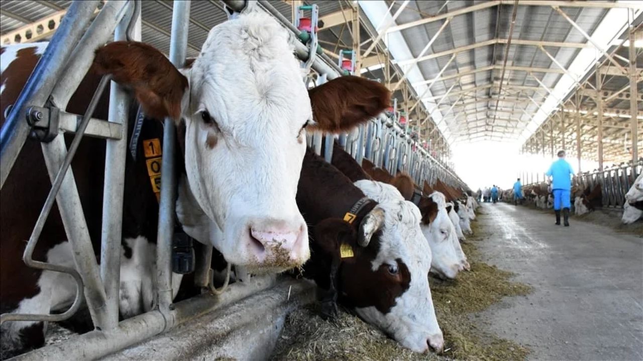 Büyükbaş ve Küçükbaş kurbanlık fiyatları açıklandı